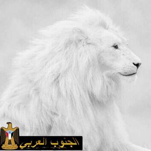 Meet your Posher, علي